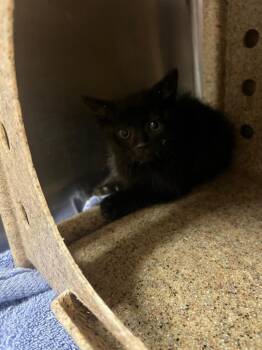 Domestic Short Hair Cats Available for Adoption in Murray, Kentucky - AJ | PetCurious