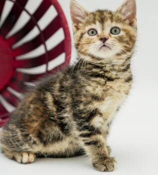 Daisy is our poofy puffball of princesses - loves her sibling fl -  Maine Coon and Tabby Cat for Adoption in Bedford Hills, New York - Daisy Is Our Poofy Puffball Of Princesses - Loves Her Sibling Fl | PetCurious
