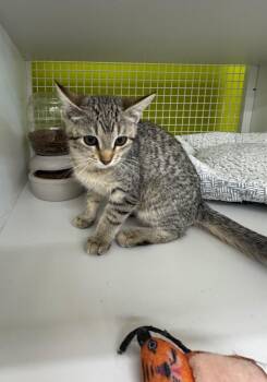 Sapodilla -  Domestic Short Hair Cat for Adoption in Fort Lupton, Colorado - Sapodilla | PetCurious