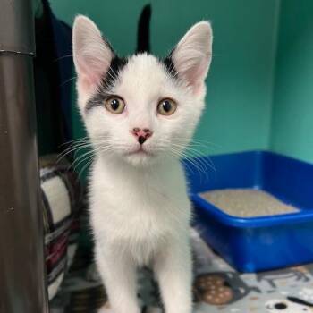 Keebler -  Domestic Short Hair Cat for Adoption in Owosso, Michigan - Keebler | PetCurious