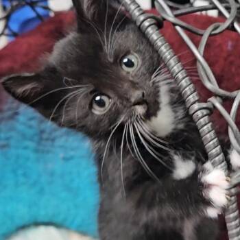 Rescue Domestic Short Hair Cats for Adoption in Priest River, Idaho - Lucy | PetCurious
