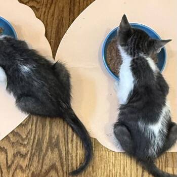 Domestic Short Hair Cats Available for Adoption - Ryland | PetCurious