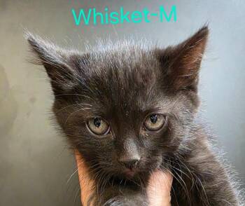 Domestic Short Hair Cats Available for Adoption in Cloquet, Minnesota - Whisket | PetCurious