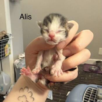 Alis -  Domestic Short Hair Cat for Adoption in Huntsville, Alabama - Alis | PetCurious
