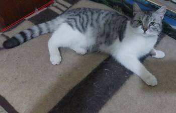 British Shorthair and Domestic Short Hair Cats Available for Adoption in Brampton, Ontario - Jasper | PetCurious