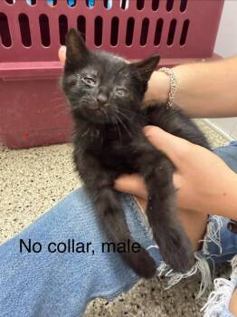 Otto (no collar) -  Domestic Short Hair Cat for Adoption in Glenfield, New York - Otto (no Collar) | PetCurious