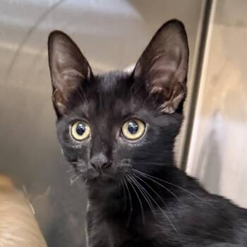 Havasu -  Domestic Short Hair Cat for Adoption in Palm Springs, California - Havasu | PetCurious