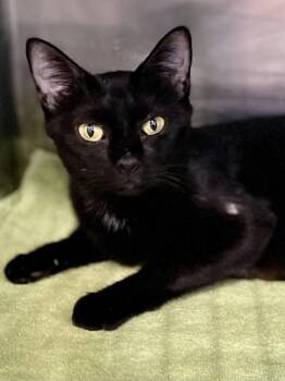 Crystal Ball -  Domestic Short Hair Cat for Adoption in Austin, Texas - Crystal Ball | PetCurious