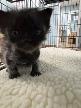 Scooter 629-26 -  Domestic Short Hair Cat for Adoption in Cumming, Georgia - Scooter 629-26 | PetCurious