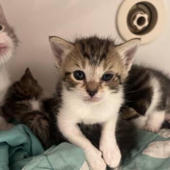 Wembley -  Domestic Short Hair Cat for Adoption in Valdosta, Georgia - Wembley | PetCurious