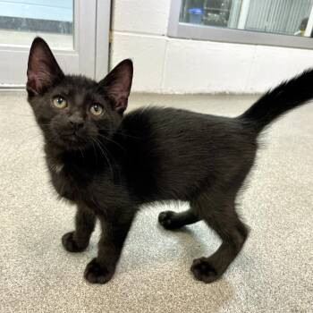 Marlboro -  Domestic Short Hair Cat for Adoption in Carencro, Louisiana - Marlboro | PetCurious