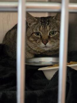 Domestic Short Hair Cats Available for Adoption in Burnsville, North Carolina - Quincy | PetCurious
