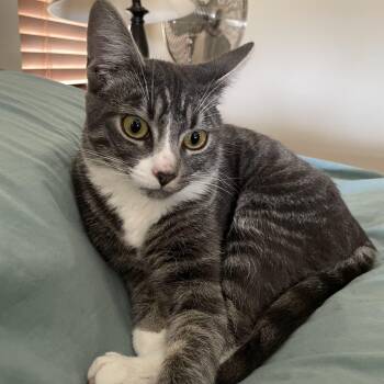 Rescue Domestic Short Hair Cats for Adoption in San Diego, California - Slate | PetCurious