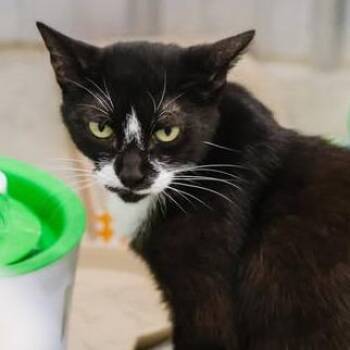 Mama Mayhem -  Domestic Short Hair Cat for Adoption in Washington, District Of Columbia - Mama Mayhem | PetCurious