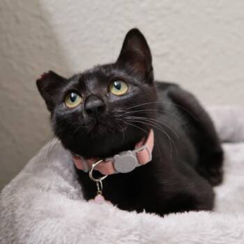 Sisi -  Domestic Short Hair Cat for Adoption in Sunnyvale, California - Sisi | PetCurious
