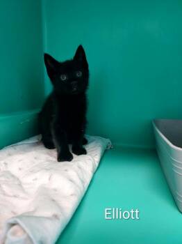 Elliot -  Domestic Short Hair Cat for Adoption in Pine Grove, Pennsylvania - Elliot | PetCurious