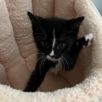 Paint -  Domestic Short Hair Cat for Adoption in Wantagh, New York - Paint | PetCurious