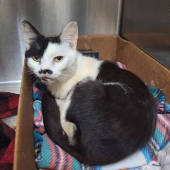 Rescue Domestic Short Hair Cats for Adoption in Lynchburg, Virginia - Ronaldo | PetCurious