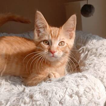 Amadeus -  Domestic Short Hair Cat for Adoption in Farmington Hills, Michigan - Amadeus | PetCurious