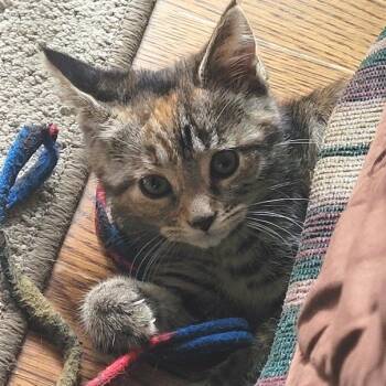 Maisie -  Domestic Short Hair Cat for Adoption - Maisie | PetCurious