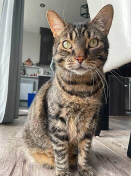 SIMBA (CR/SC) -  Bengal and Domestic Short Hair Cat for Adoption in Sainte-angèle-de-monnoir, Quebec - SIMBA (CR/SC) | PetCurious