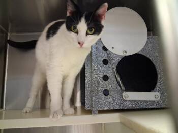 Domestic Short Hair Cats Available for Adoption - MEL | PetCurious