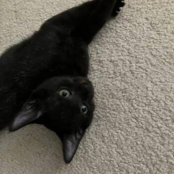 Huey -  Domestic Short Hair Cat for Adoption in Potomac, Maryland - Huey | PetCurious