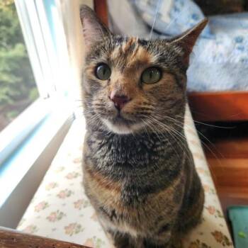 Franny -  Domestic Short Hair Cat for Adoption in Alexandria, Virginia - Franny | PetCurious