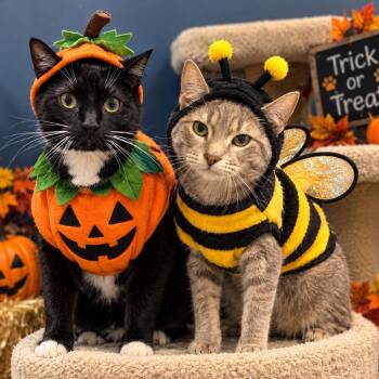 Philly -  American Shorthair Cat for Adoption in Rochester, Minnesota - Philly | PetCurious