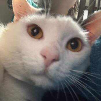 Domestic Short Hair Cats Available for Adoption in Lakeland, Florida - Diggs | PetCurious