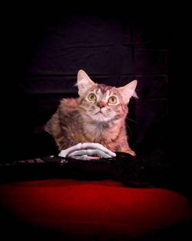 Gizmo -  Domestic Medium Hair Cat for Adoption in Jefferson, Louisiana - Gizmo | PetCurious