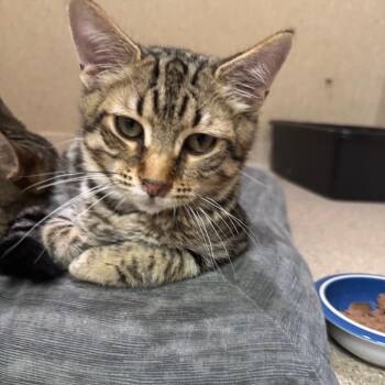 Mozambique -  Domestic Short Hair Cat for Adoption in Pekin, Illinois - Mozambique | PetCurious