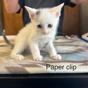 Domestic Short Hair Cats Available for Adoption in Knoxville, Tennessee - Paperclip | PetCurious