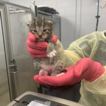 Gary -  Domestic Short Hair Cat for Adoption in West Palm Beach, Florida - Gary | PetCurious