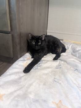 Maisy -  American Shorthair Cat for Adoption in Lakeland, Florida - Maisy | PetCurious