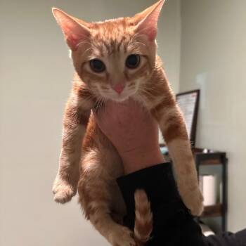 Dexter (Finkleman) -  Domestic Short Hair Cat for Adoption in Nashville, Tennessee - Dexter (Finkleman) | PetCurious