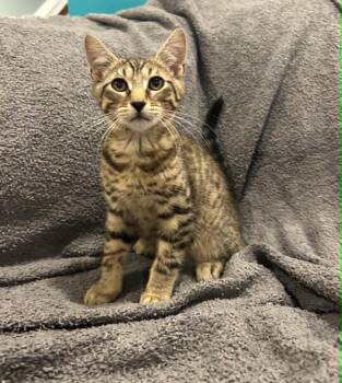 Frankie -  Domestic Short Hair Cat for Adoption in Wading River, New York - Frankie | PetCurious