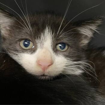 Domestic Short Hair Cats Available for Adoption in Lynchburg, Virginia - Oracle | PetCurious