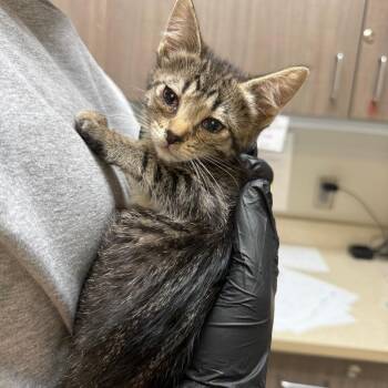 Pringles -  Domestic Short Hair Cat for Adoption in Great Falls, Montana - Pringles | PetCurious