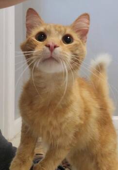 AKI -  Domestic Short Hair Cat for Adoption in Sandusky, Ohio - AKI | PetCurious