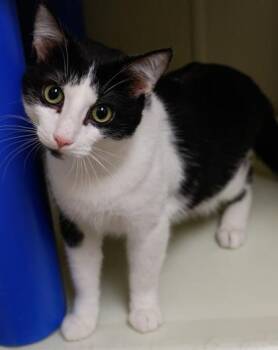 Waffles -  Domestic Short Hair Cat for Adoption in Baraboo, Wisconsin - Waffles | PetCurious