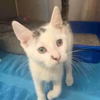Cornucopia -  Domestic Short Hair Cat for Adoption in East Hanover, New Jersey - Cornucopia | PetCurious