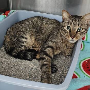 Chowder -  Domestic Short Hair Cat for Adoption in Dixon, Illinois - Chowder | PetCurious