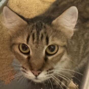 Emily -  Domestic Medium Hair Cat for Adoption in Lakewood, Colorado - Emily | PetCurious