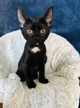 Cuddly Carey -  Domestic Short Hair and Bombay Cat for Adoption in Burlington, North Carolina - Cuddly Carey | PetCurious