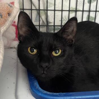 Marzen -  Domestic Short Hair Cat for Adoption in Chicago, Illinois - Marzen | PetCurious
