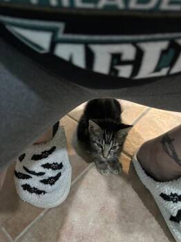 Cassandra Peterson -  Domestic Short Hair Cat for Adoption in Philadelphia, Pennsylvania - Cassandra Peterson | PetCurious