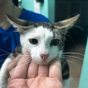 Domestic Medium Hair Cats Available for Adoption - Oreo | PetCurious