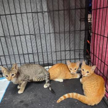 Ember -  American Shorthair Cat for Adoption in Oceanside, New York - Ember | PetCurious