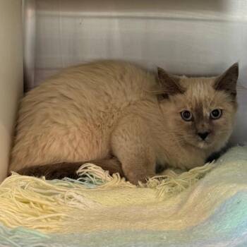 Joy -  Domestic Short Hair Cat for Adoption in Cedaredge, Colorado - Joy | PetCurious